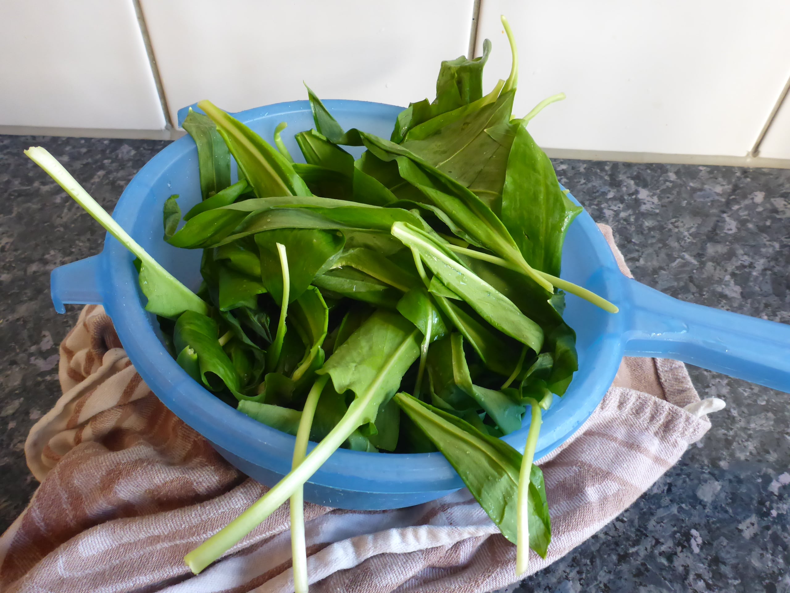 Freshly Washed Wild Garlic Leaves in a Colander, Awaiting Drying.