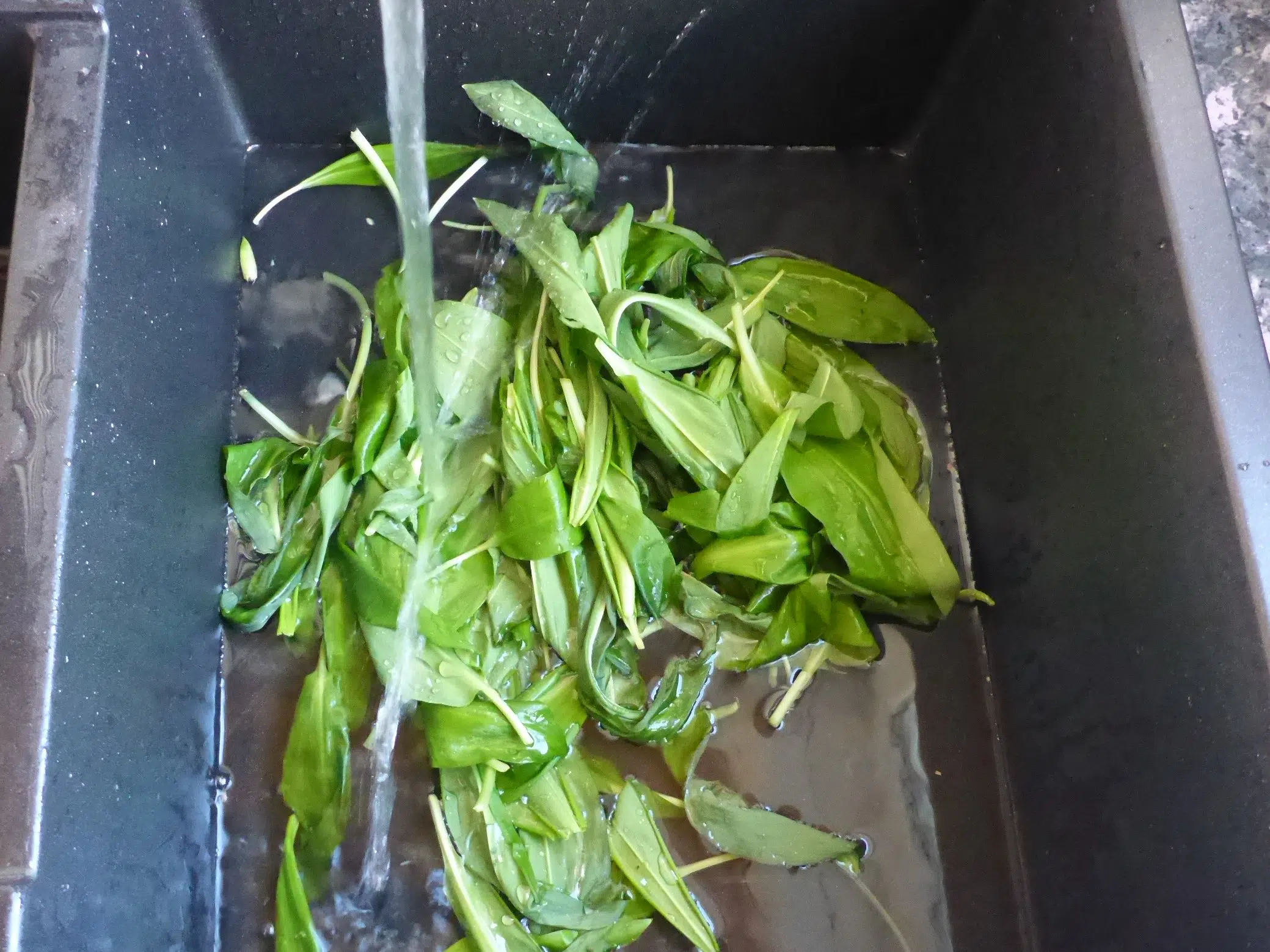 Cleaning Fresh Wild Garlic Leaves in a Sink with Water, Preparing for Use in making wild garlic bread recipe.