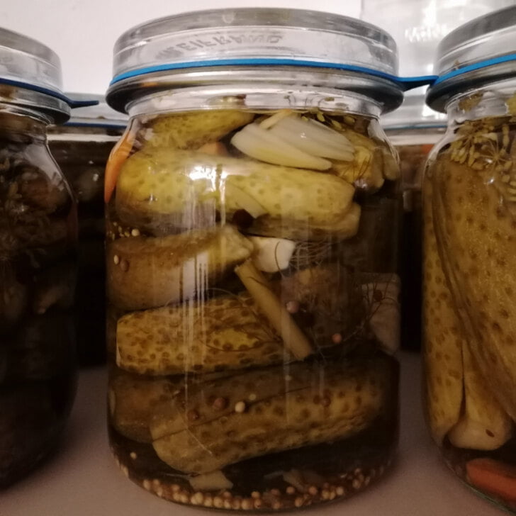Authentic German Dill Pickles Recipe (Gewürzgurken)