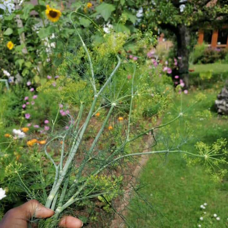 Authentic German Dill Pickles Recipe (Gewürzgurken) Ester kocht