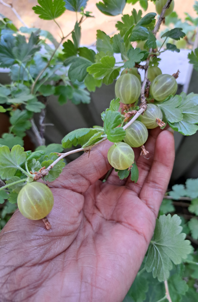 Grüne Stachelbeeren 'Reflamba' Strauch auf unserem Balkon.