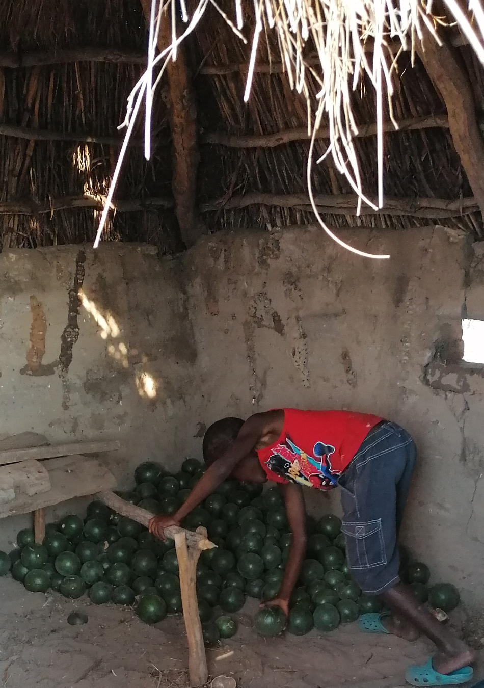 Unreife Affenorangen aufbewahrt in einer Hütte in einem traditionellen Haus in einem Dorf im Norden Namibias.
